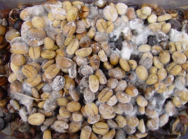 mold on old coffee beans
