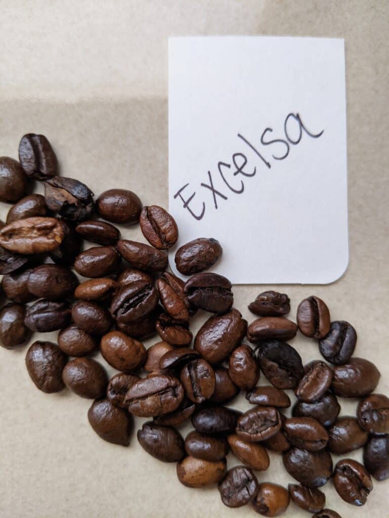 Excelsa coffee beans