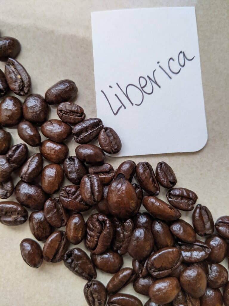 Liberica coffee beans