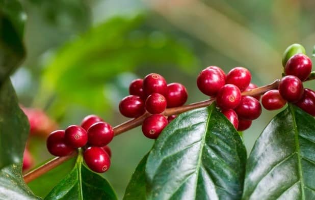 Coffee cherries