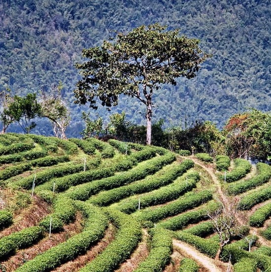 Coffee farm