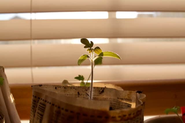 Growing a coffee plant at home