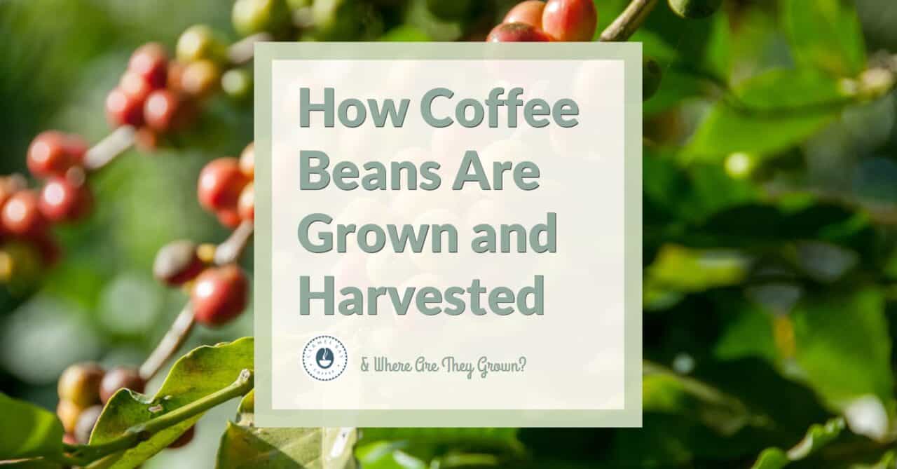 How Coffee Beans Are Grown and Harvested