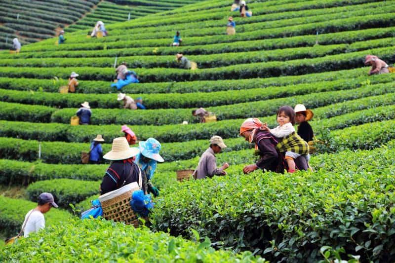 Thailand coffee plantation