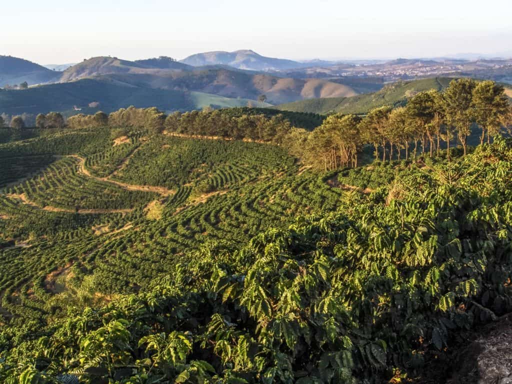 south America coffee plantation