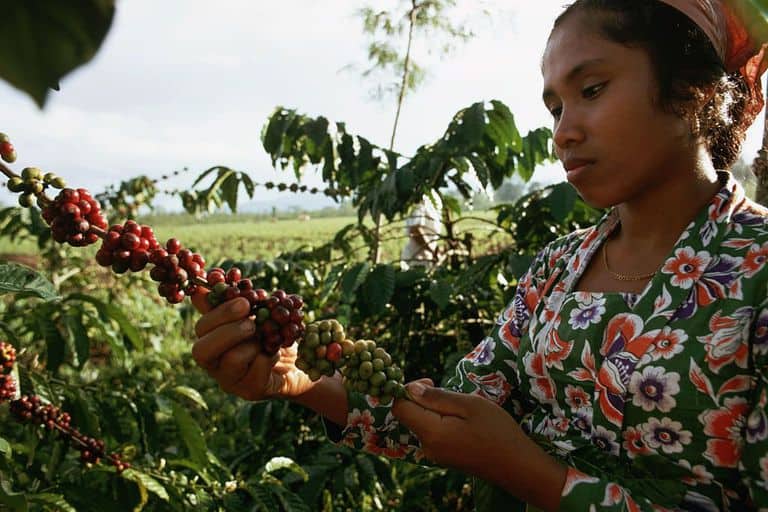 Southeast Asia Coffee Plantation